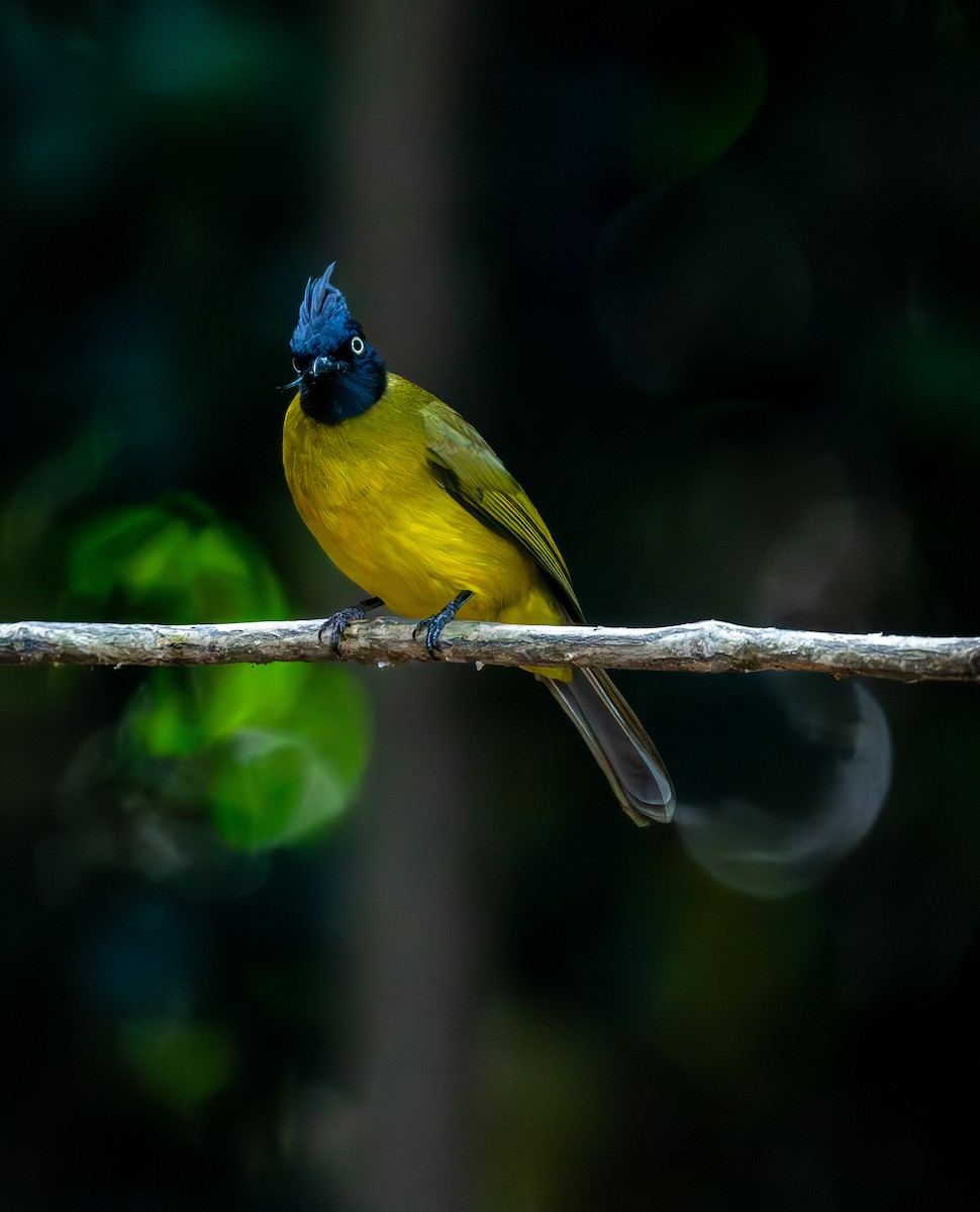 Black-crested Bulbul - ML647455709