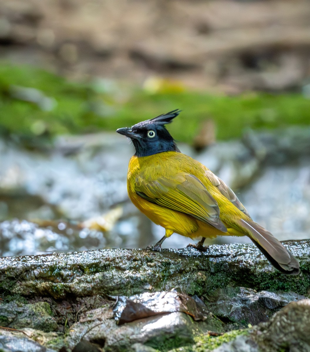 Black-crested Bulbul - ML647455710
