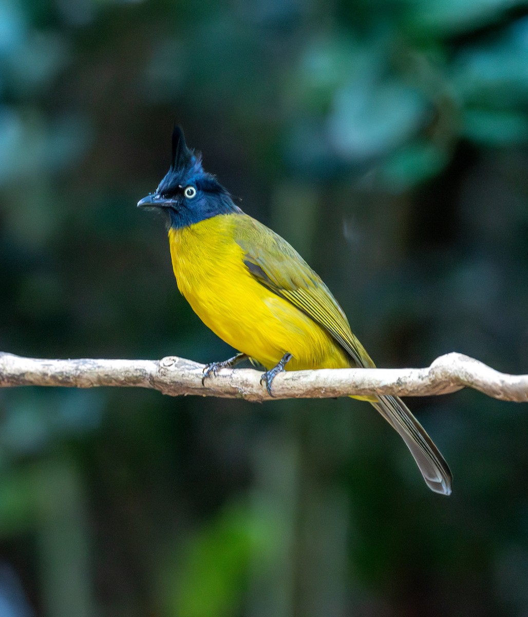 Black-crested Bulbul - ML647455711