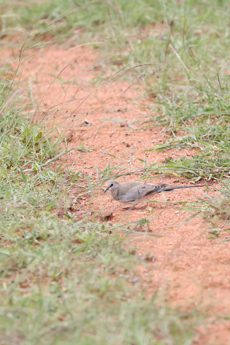 Namaqua Dove - ML647455712