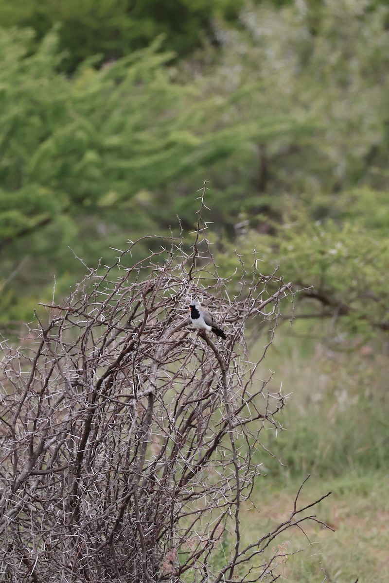 Namaqua Dove - ML647455713