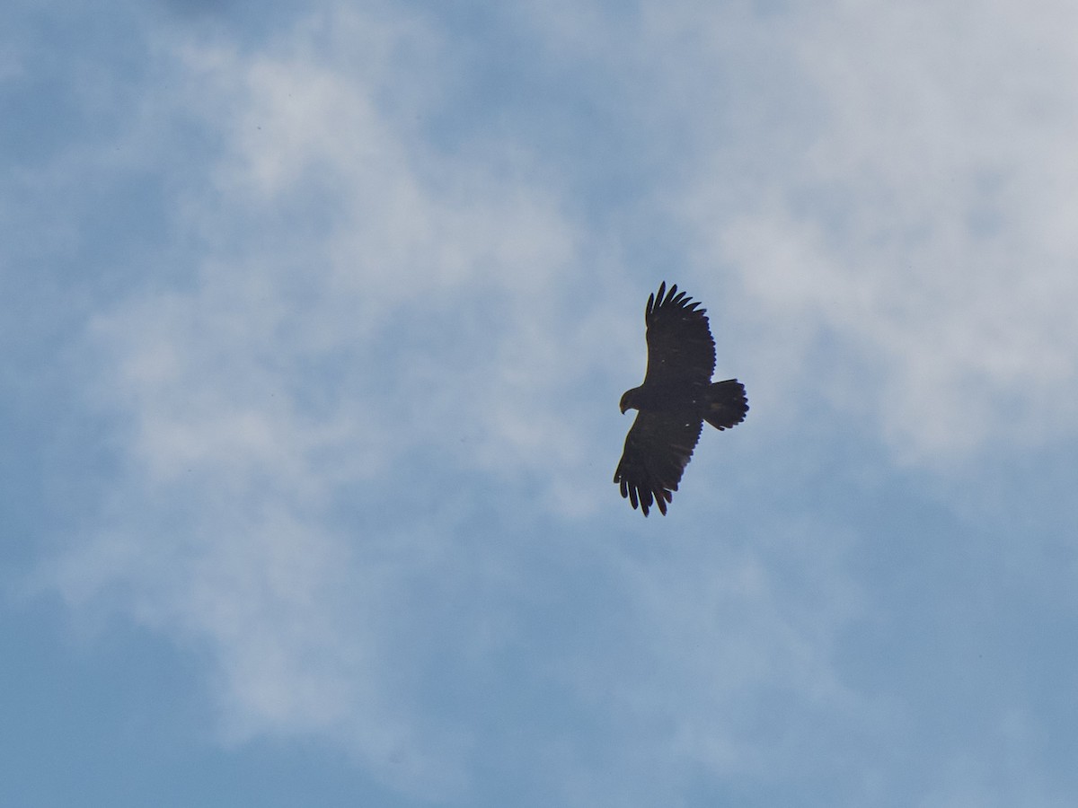 Lesser Spotted Eagle - ML647455714