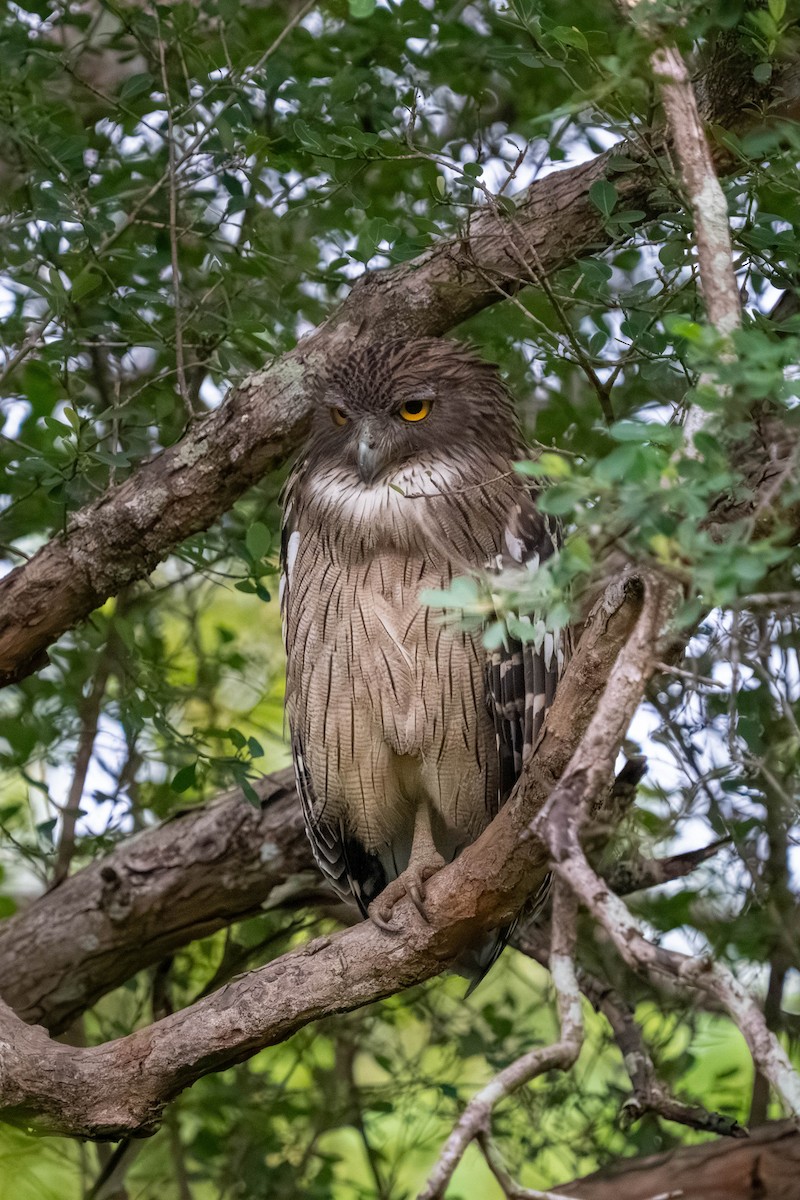 Brown Fish-Owl - ML647455715