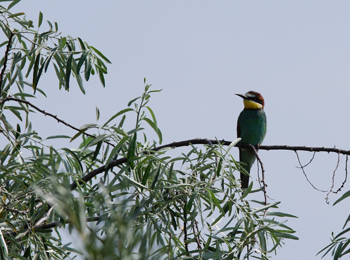European Bee-eater - ML647455718