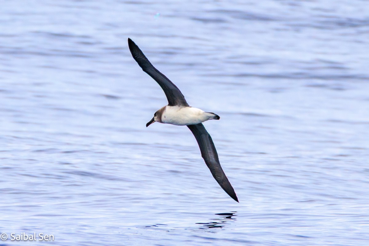 Gray-headed Albatross - ML647455722