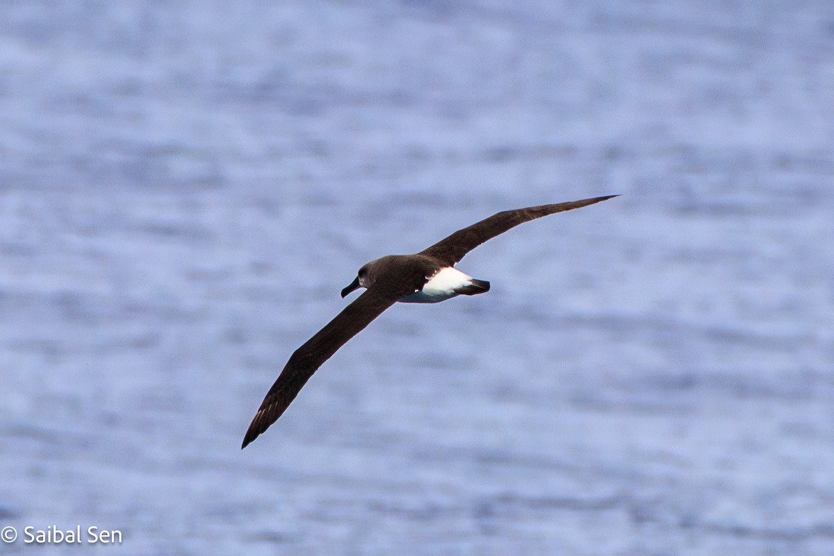 Gray-headed Albatross - ML647455723