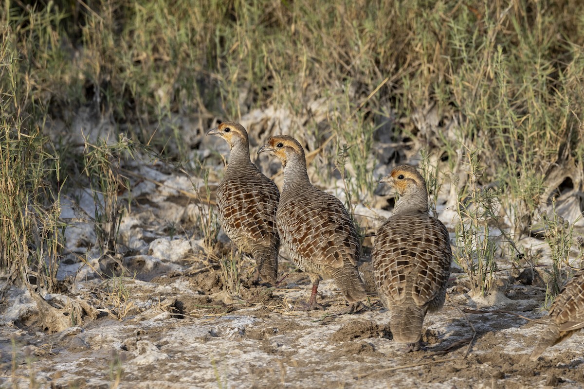 Gray Francolin - ML647455732