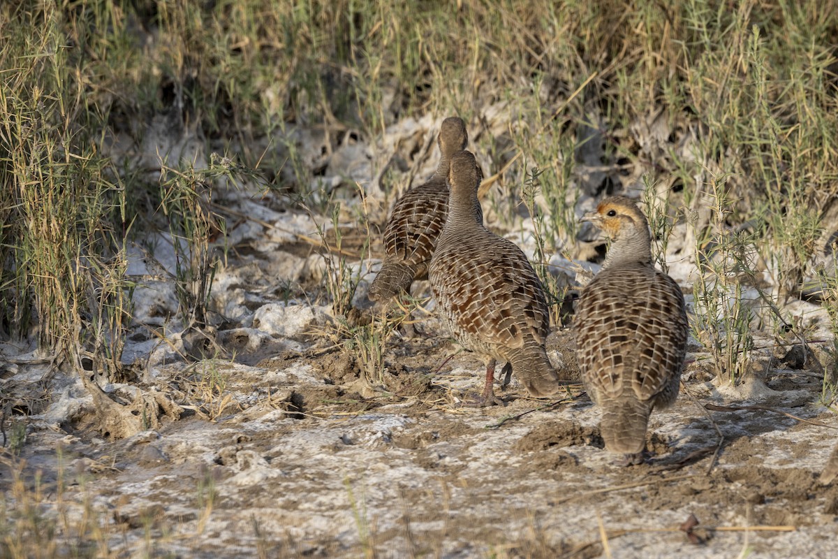 Gray Francolin - ML647455738