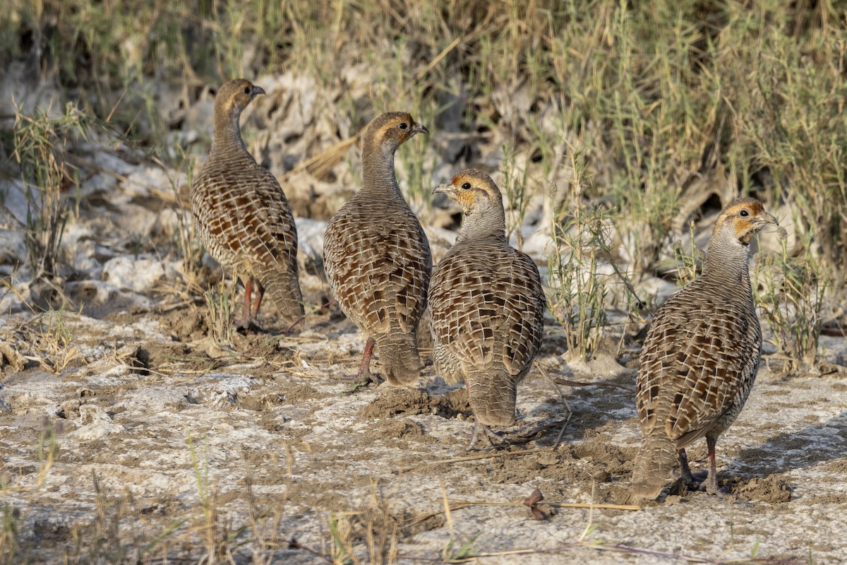 Gray Francolin - ML647455739