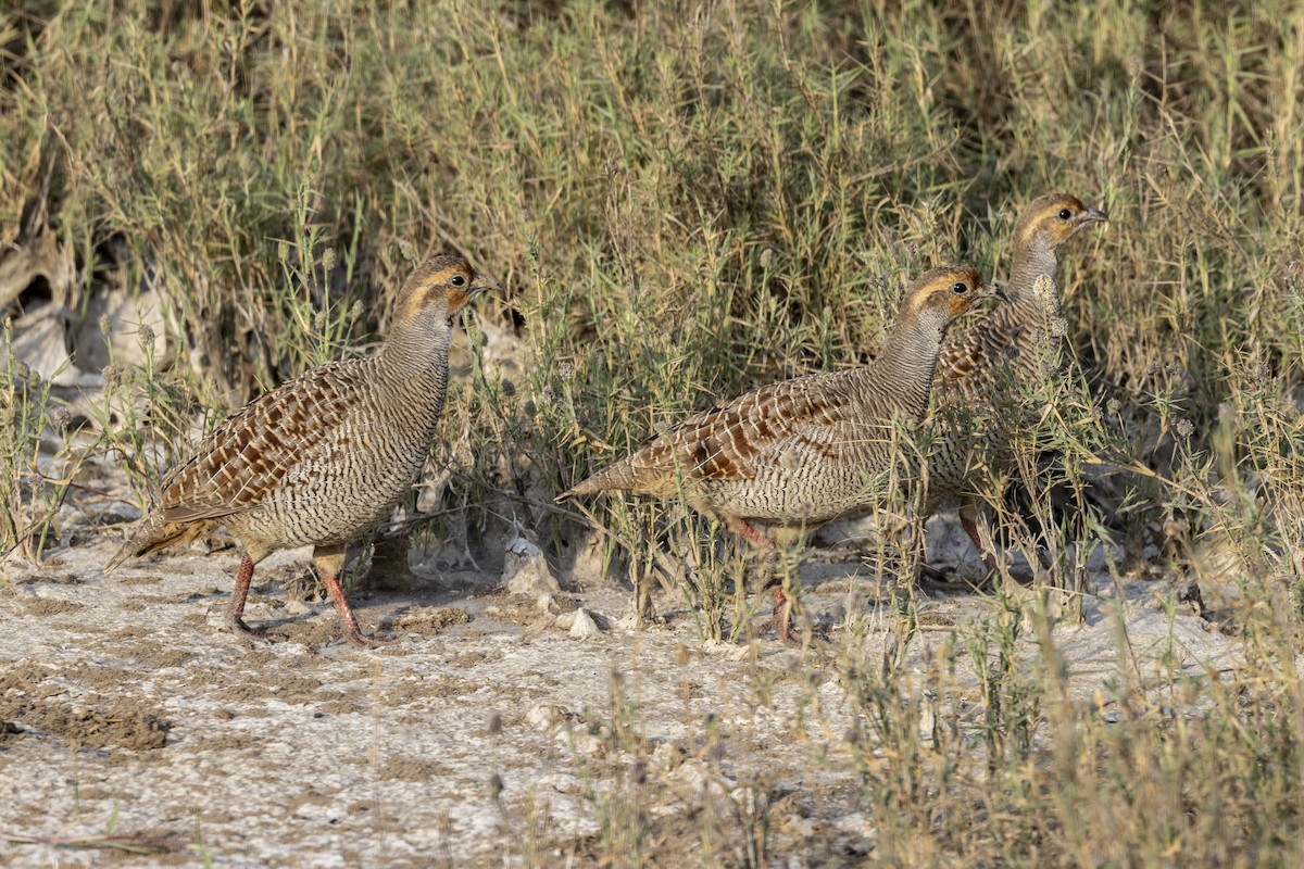 Gray Francolin - ML647455740
