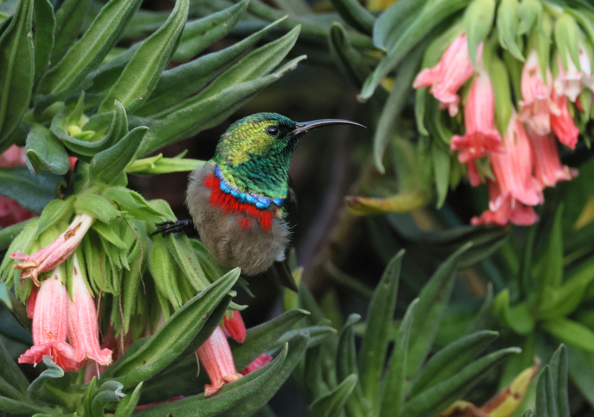 Southern Double-collared Sunbird - ML647455746