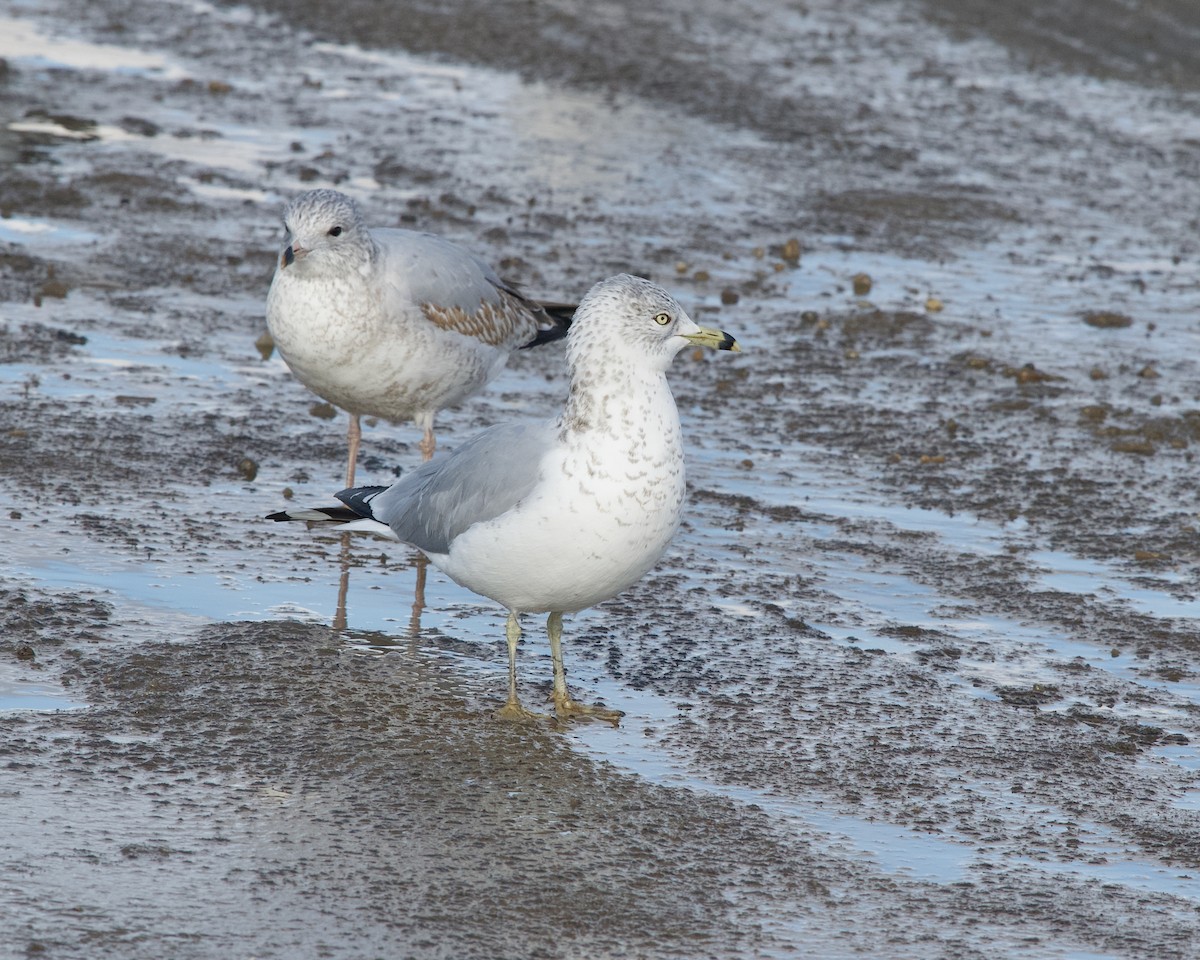 Ring-billed Gull - ML647455747