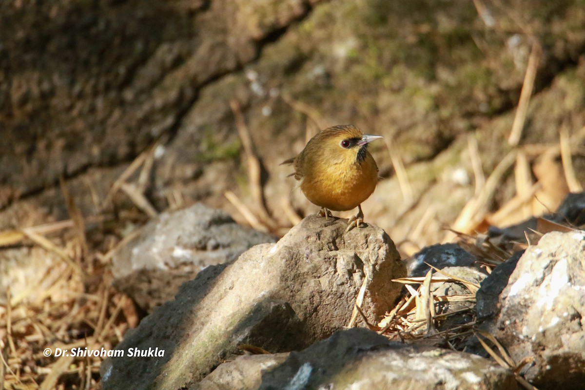 Schwarzkinn-Buschtimalie - ML647455748