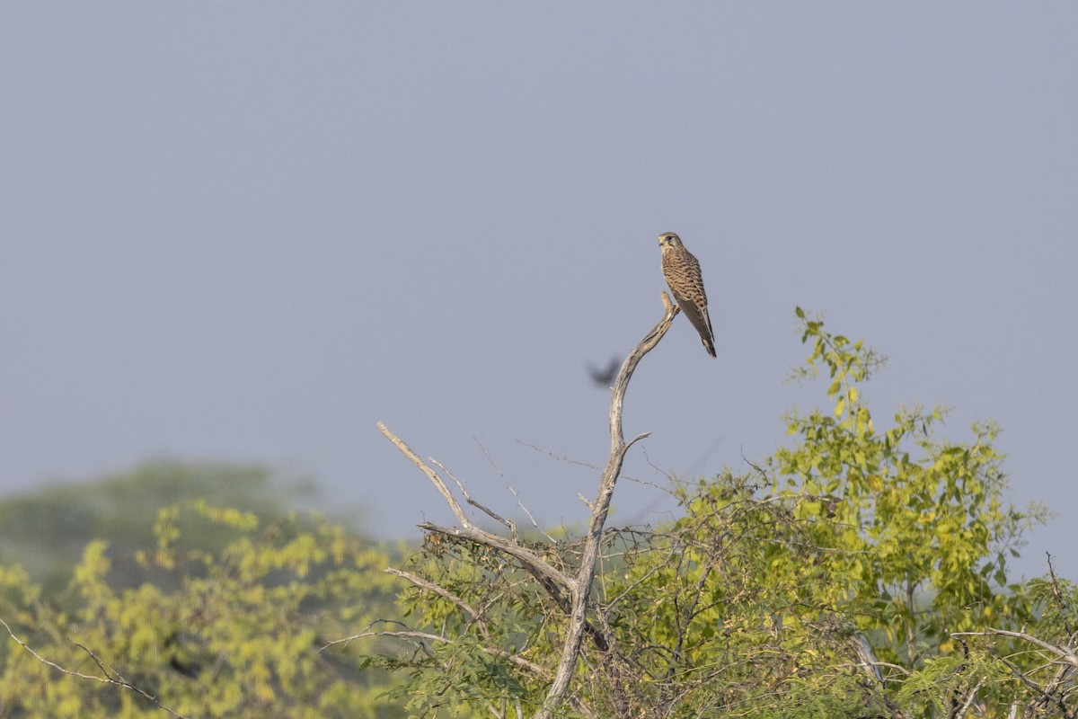 Eurasian Kestrel - ML647455749