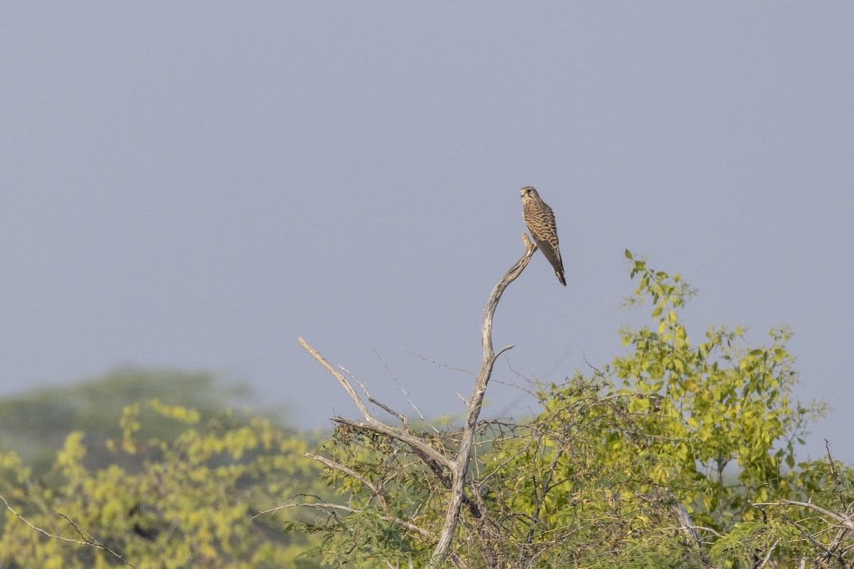 Eurasian Kestrel - ML647455750