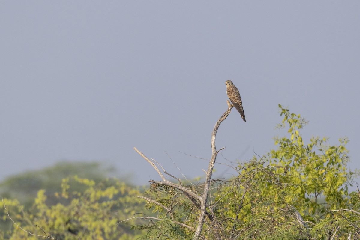 Eurasian Kestrel - ML647455751