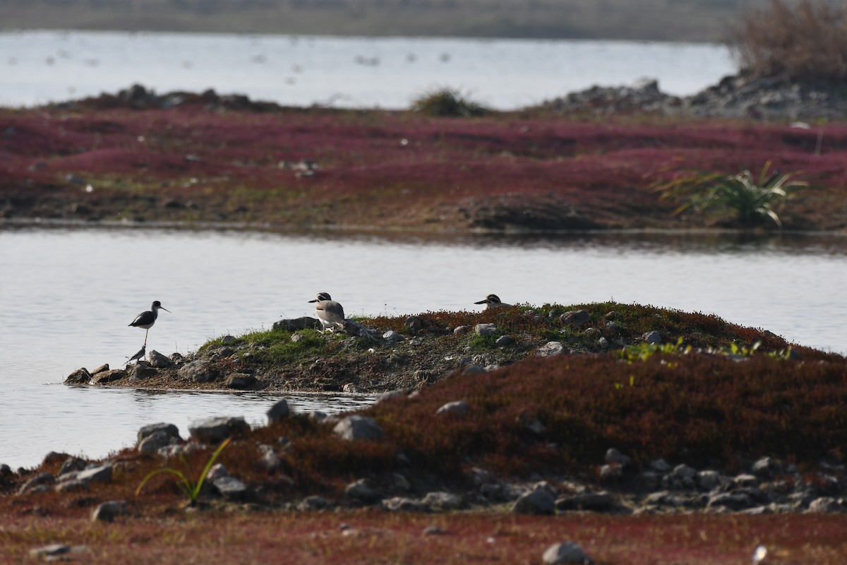 Great Thick-knee - ML647455752