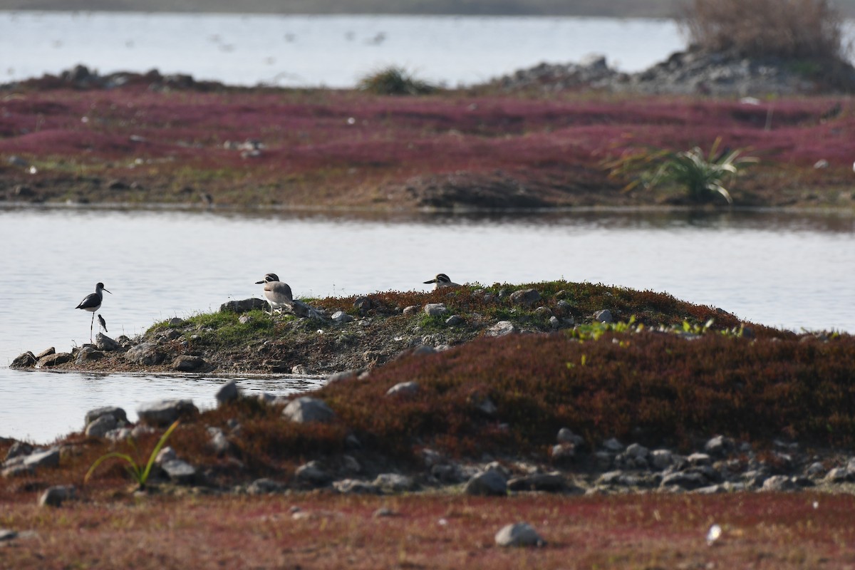 Great Thick-knee - ML647455753