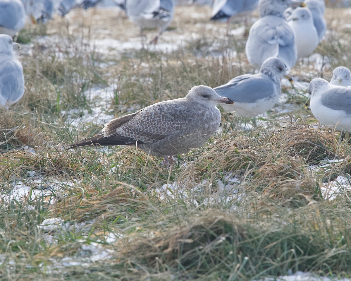 American Herring Gull - ML647455755