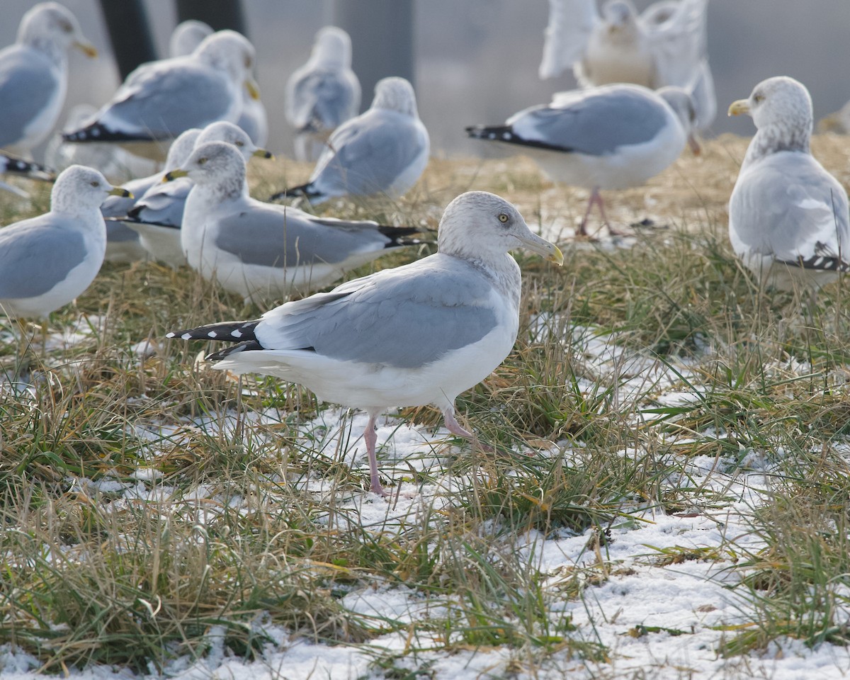 American Herring Gull - ML647455756