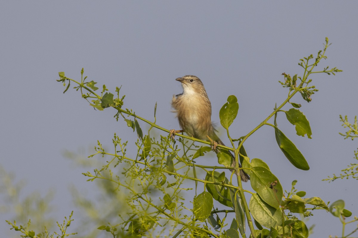 Common Babbler - ML647455758