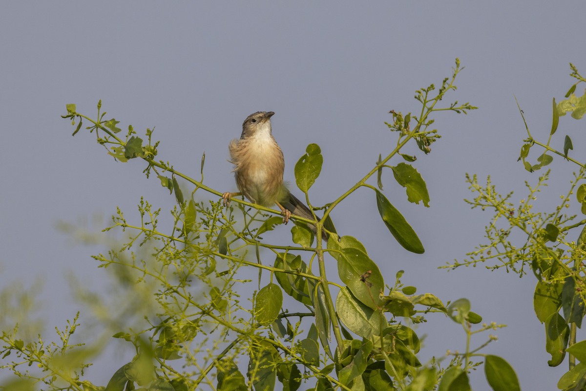 Common Babbler - ML647455759