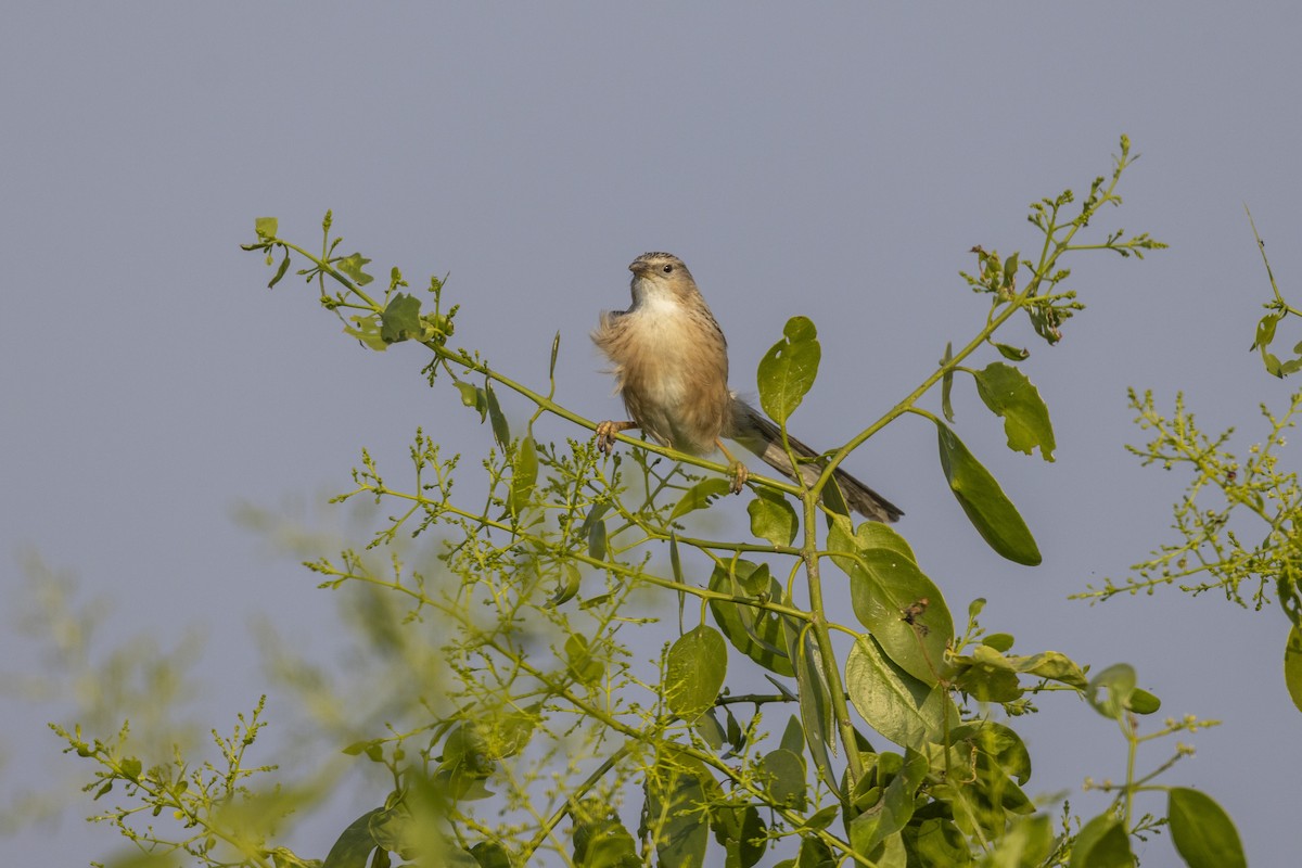 Common Babbler - ML647455760