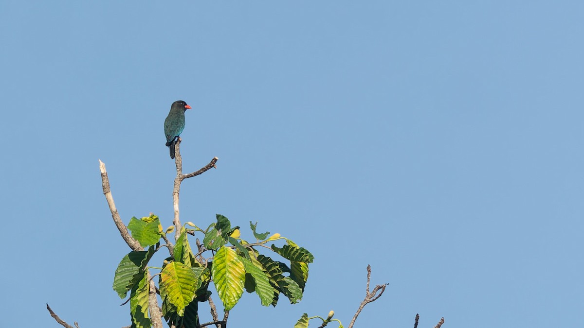 Dollarbird - ML647455761