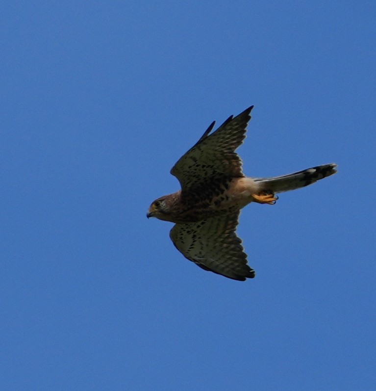 Spotted Kestrel - ML647455762
