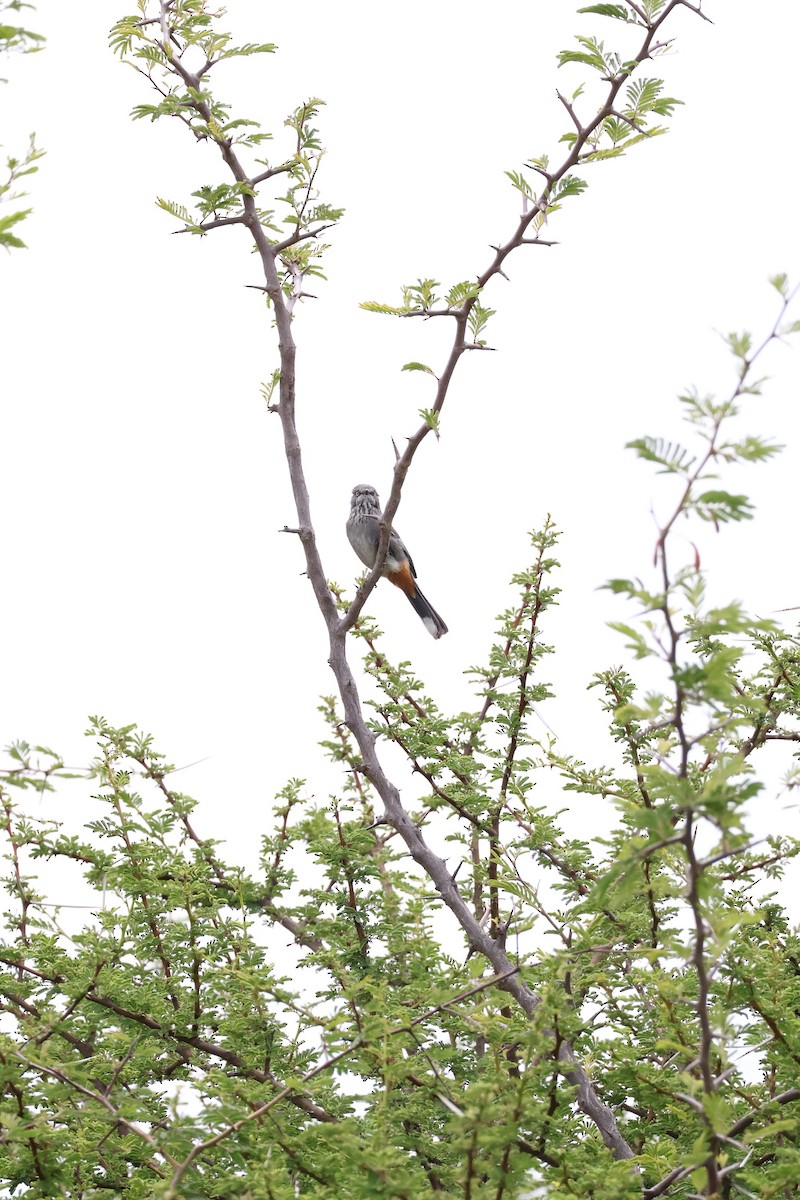 Chestnut-vented Warbler - ML647455764