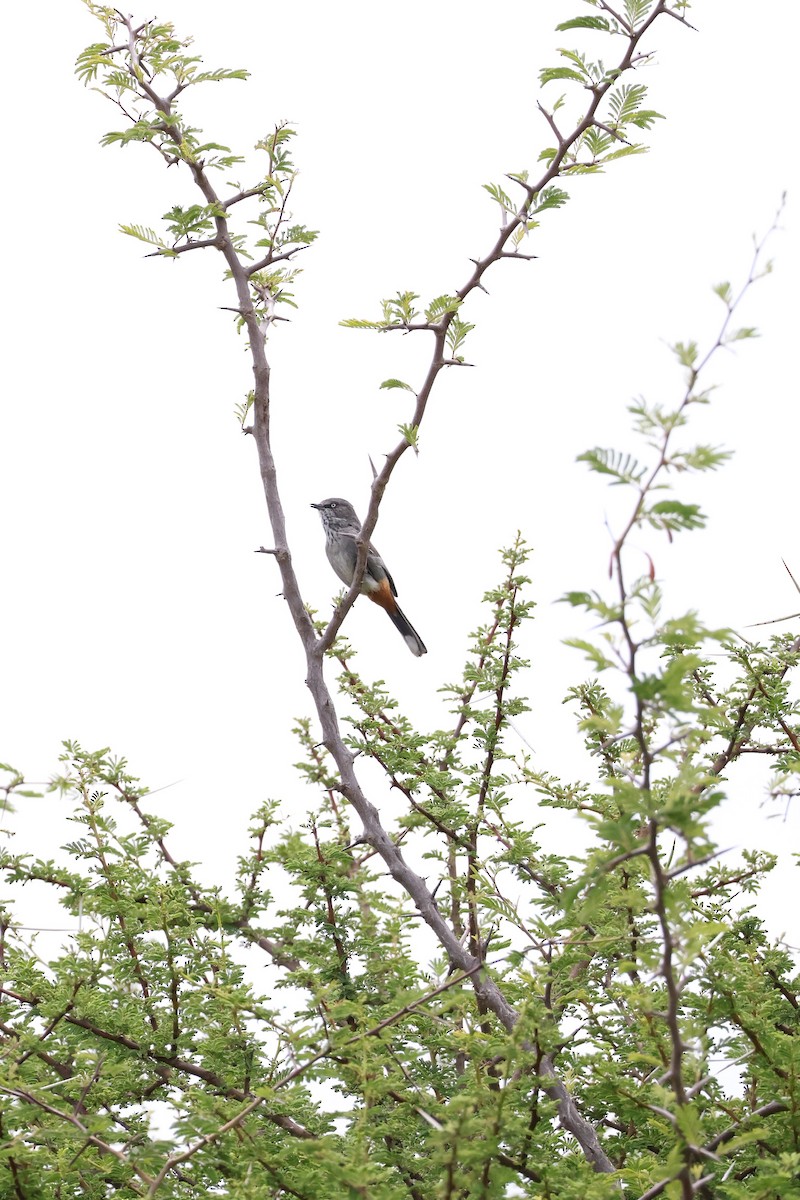 Chestnut-vented Warbler - ML647455765