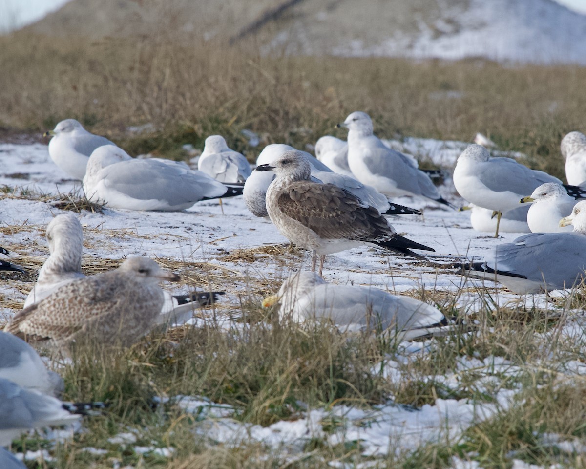 Lesser Black-backed Gull - ML647455766