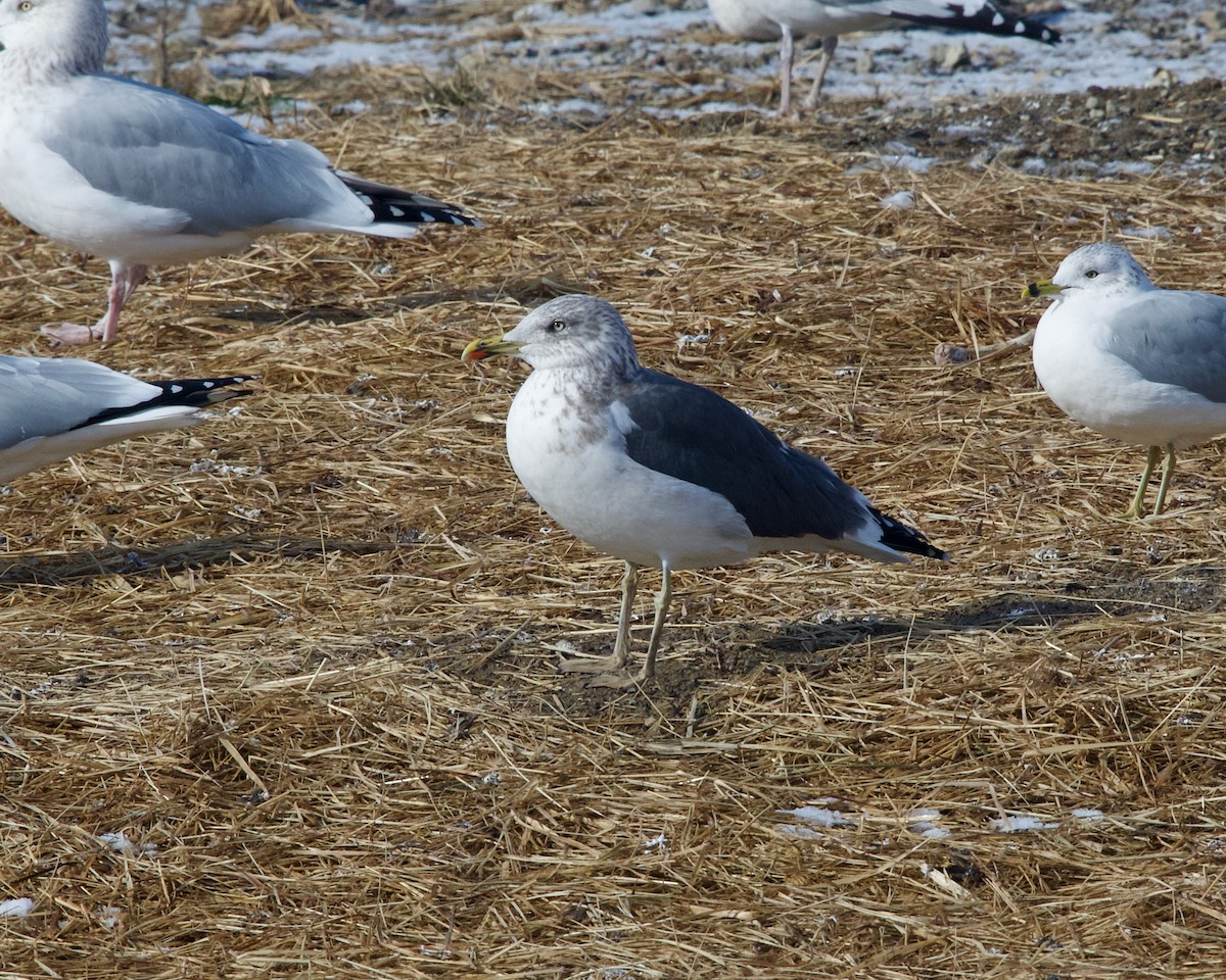 Lesser Black-backed Gull - ML647455767