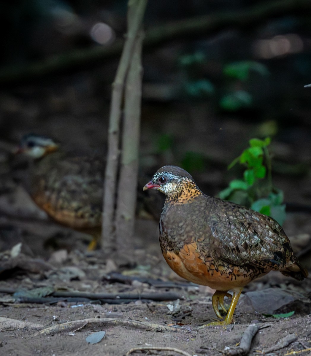 Scaly-breasted Partridge - ML647455768