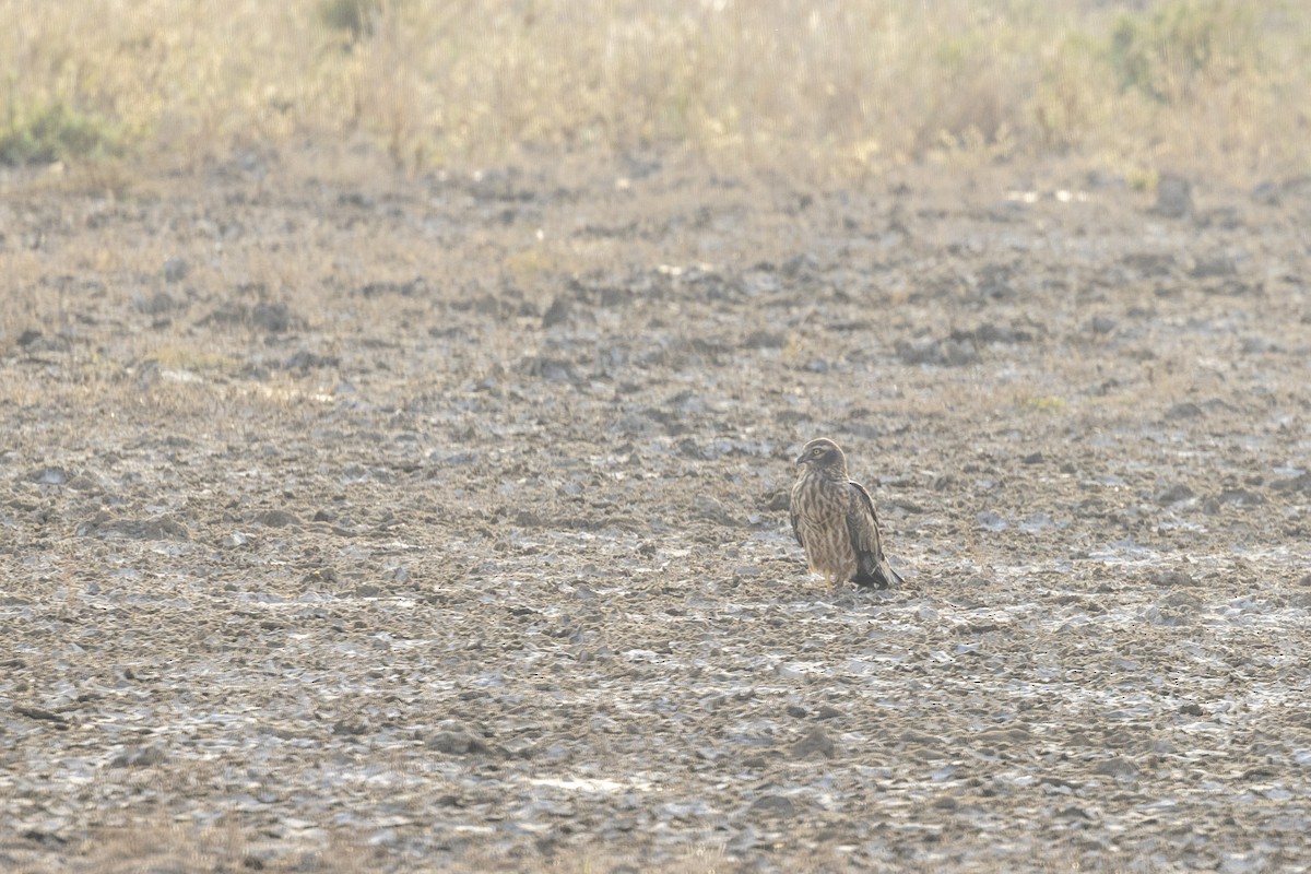 Montagu's Harrier - ML647455772
