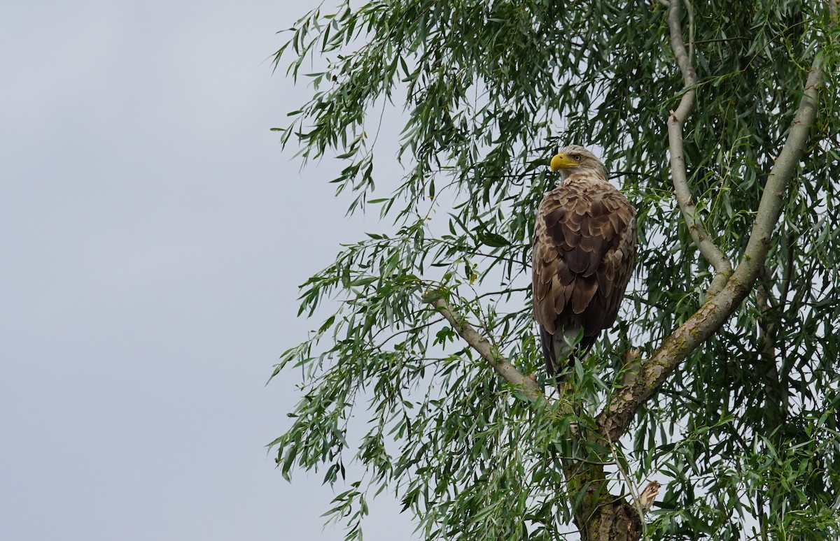 White-tailed Eagle - ML647455774