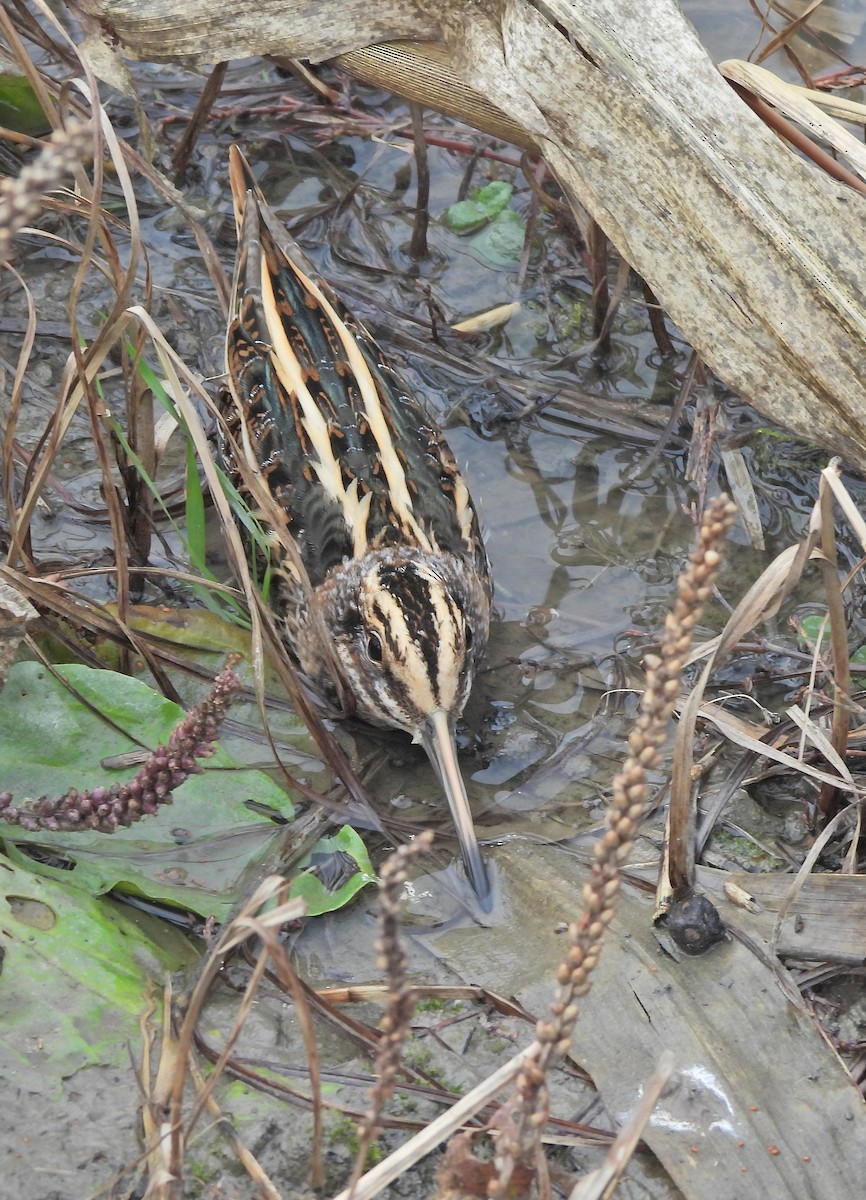 Agachadiza Chica - ML647455781