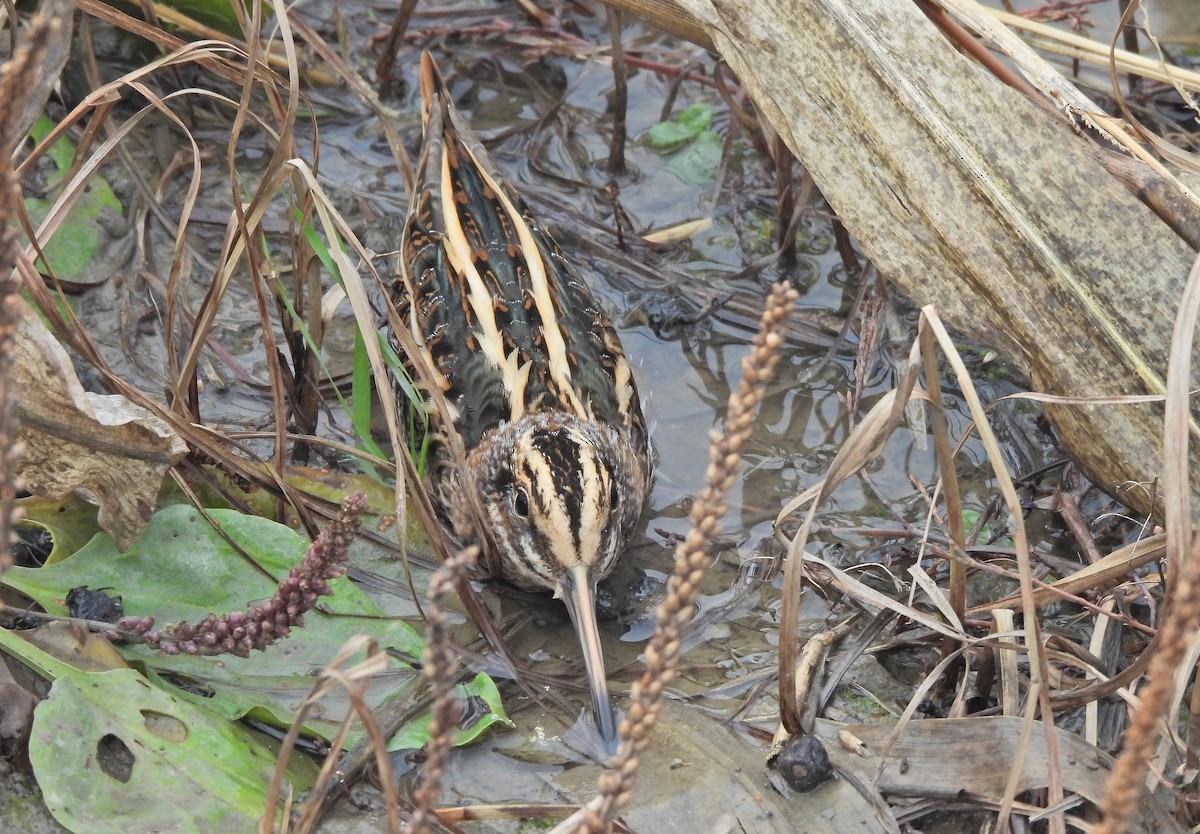 Agachadiza Chica - ML647455782