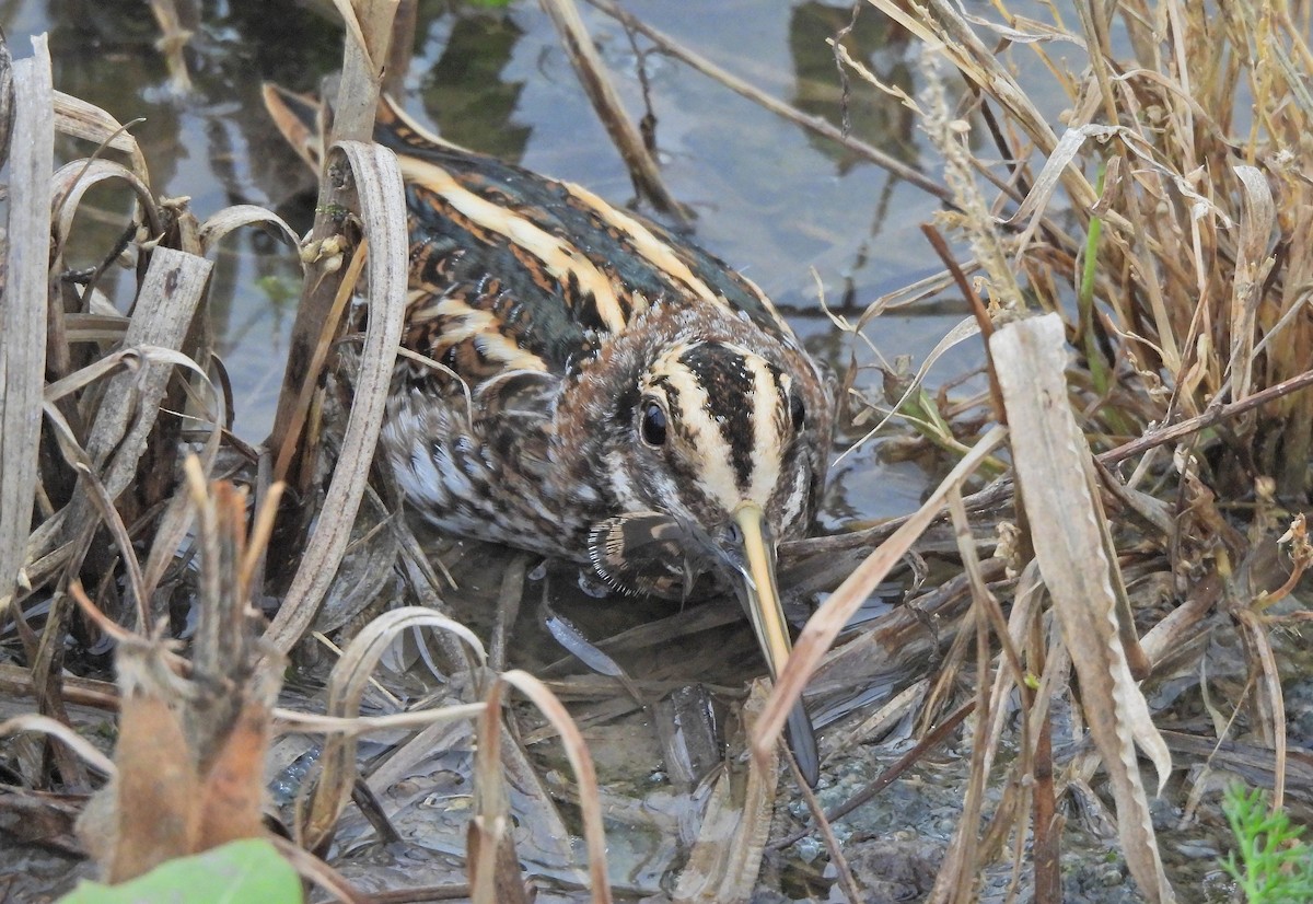 Agachadiza Chica - ML647455783