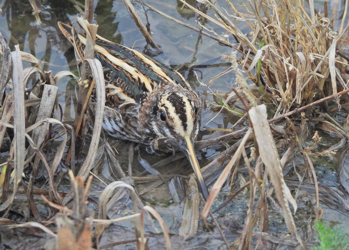 Agachadiza Chica - ML647455784