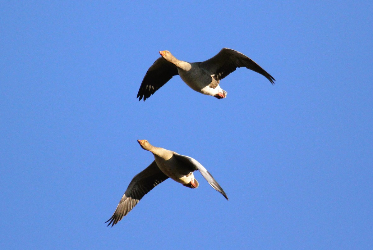 Graylag Goose - ML647455788