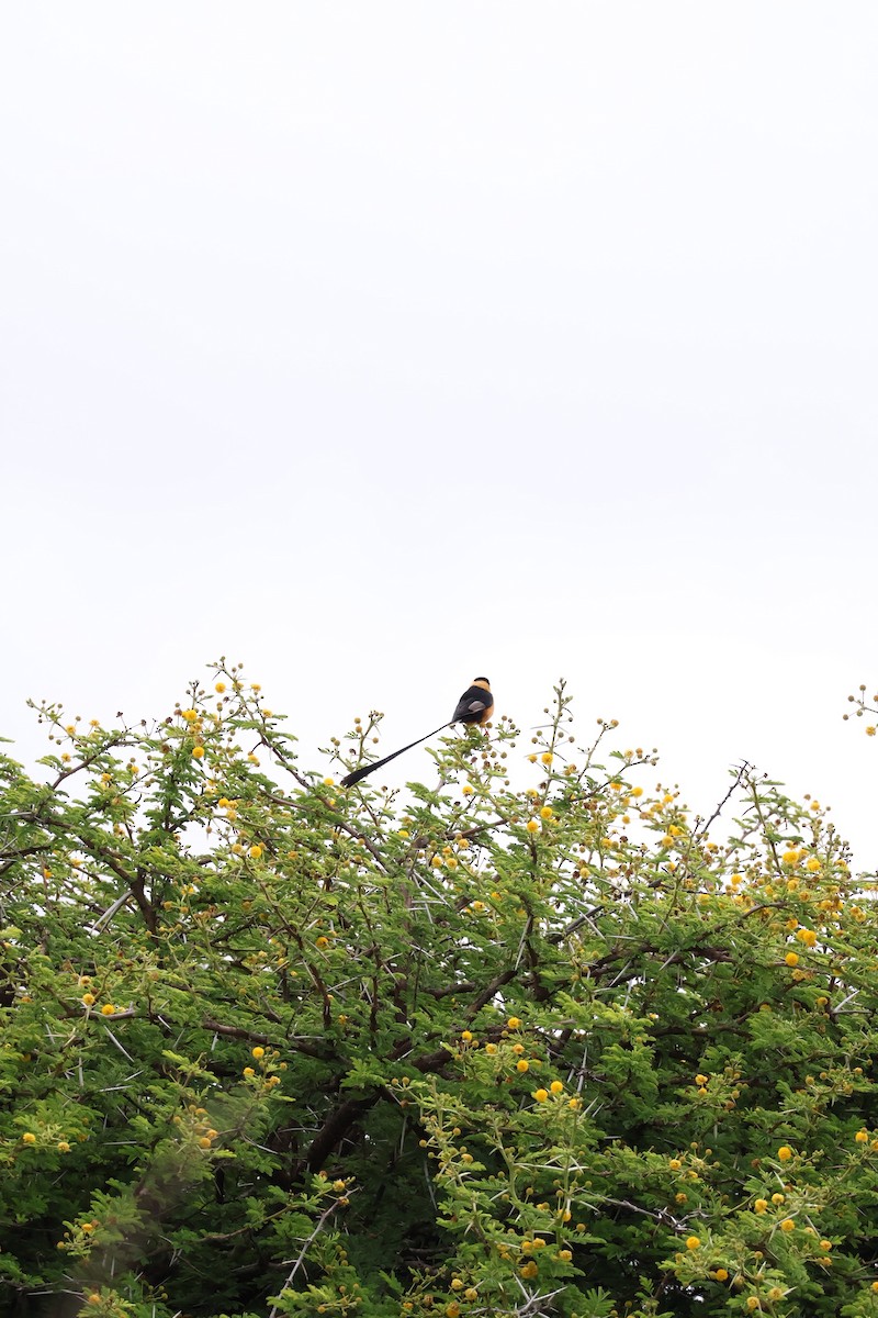 ミカドスズメ - ML647455792