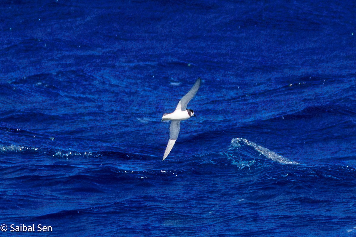 Blue Petrel - ML647455813