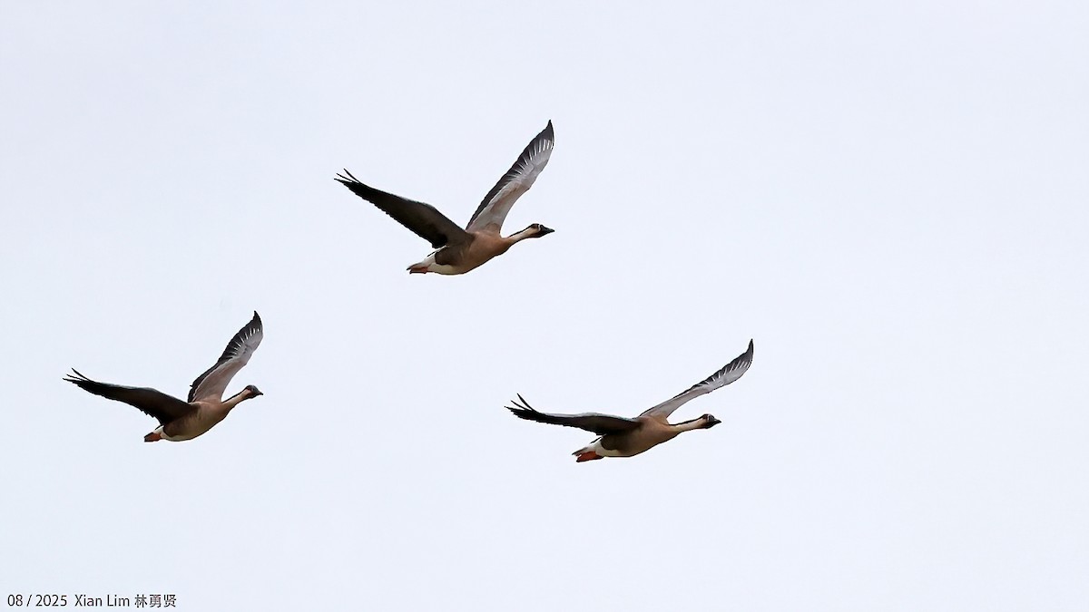 Гуска китайська - ML647455816