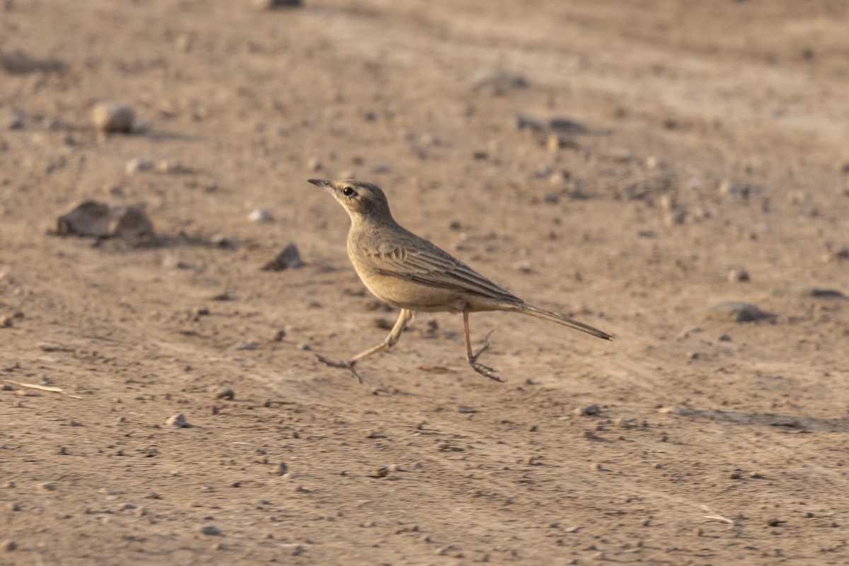 Long-billed Pipit - ML647455817