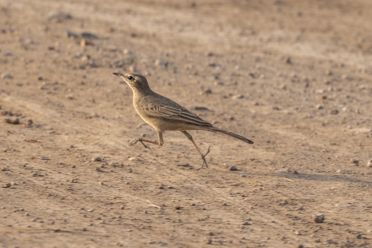 Long-billed Pipit - ML647455818
