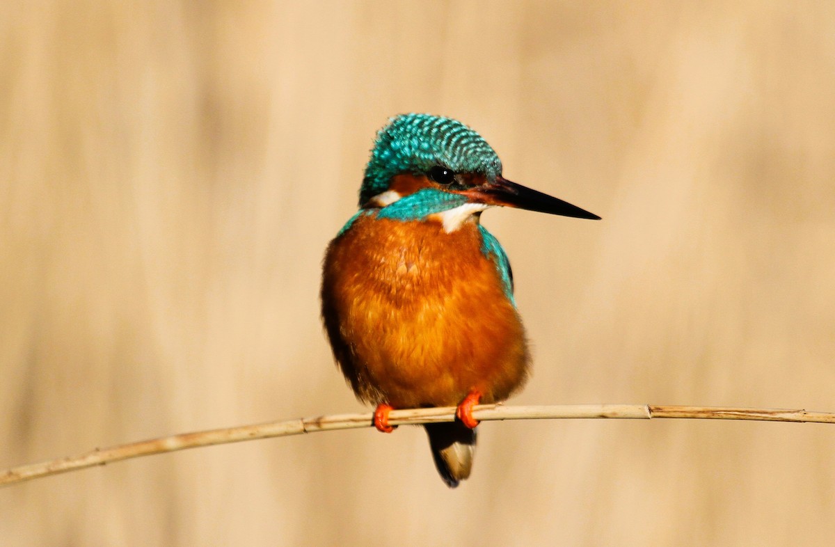 Common Kingfisher - ML647455819