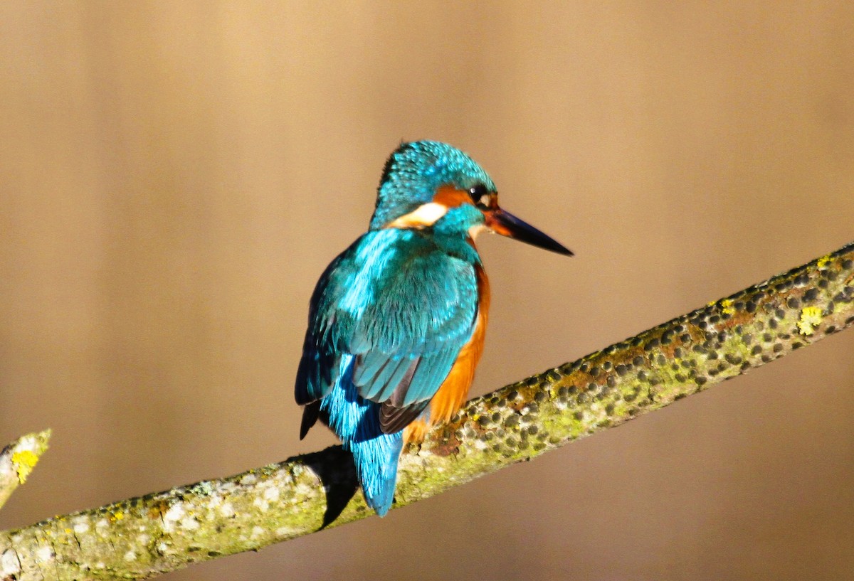 Common Kingfisher - ML647455822