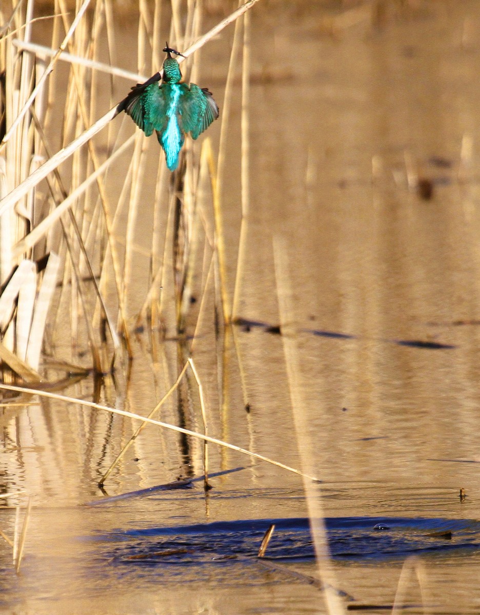 Common Kingfisher - ML647455823