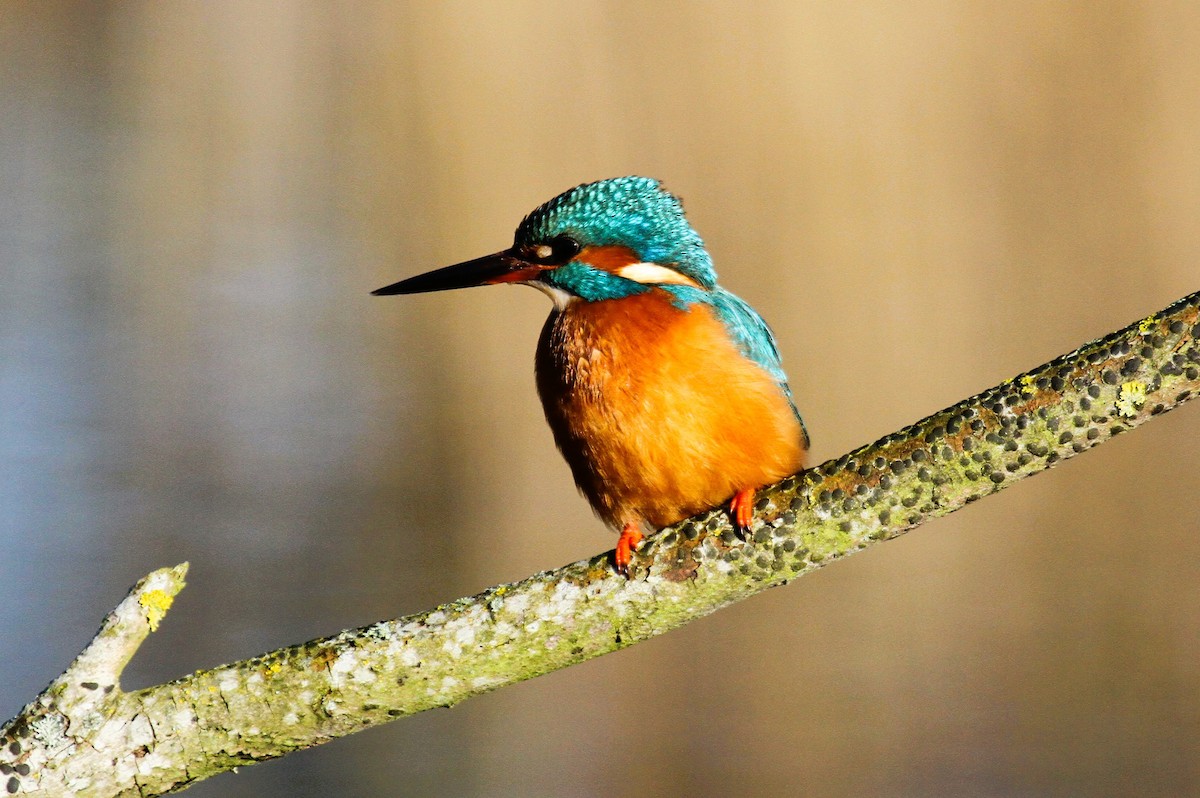 Common Kingfisher - ML647455824